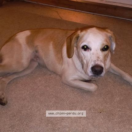 Photo 1/1 Chien retrouvé Trouvé à Thiezac