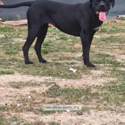 Photo de chien perdu à Chamboret