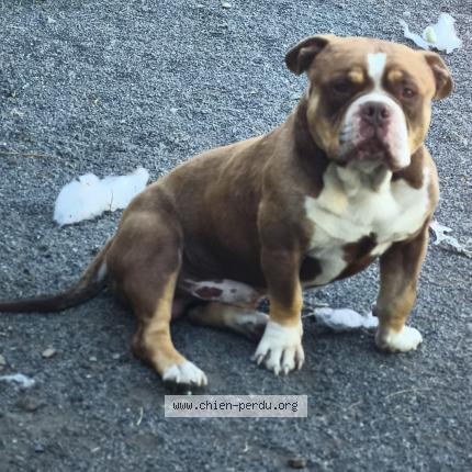 Photo de chien perdu à Chamboret