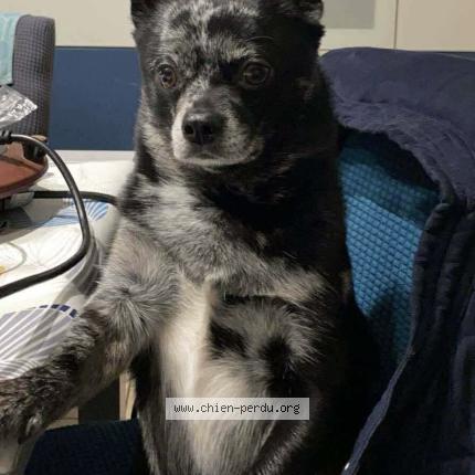 Photo 1/1 Pepsy Chien perdu à L ile d olonne