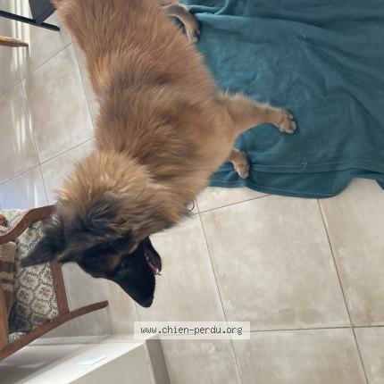 Photo de chien trouvé à Orange