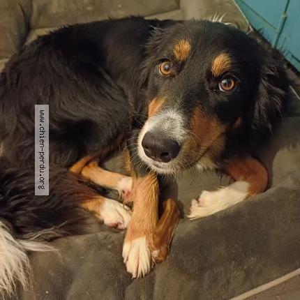 Photo 1/1 Uska Chien perdu à Lauzach