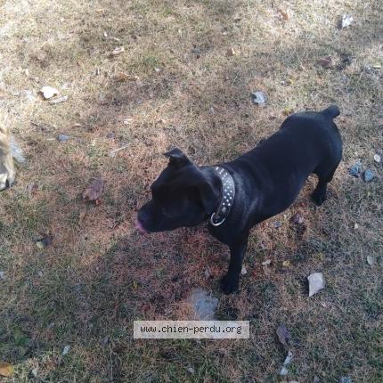 Photo 1/1 Chien retrouvé Perdu à La farlede