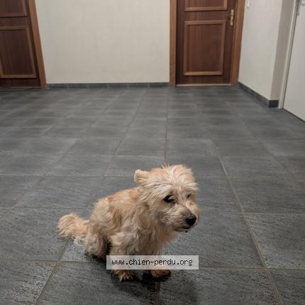 Photo de chien trouvé à Bonneville
