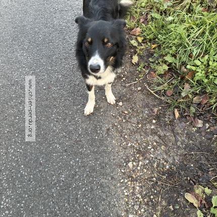 Photo 1/1 Chien retrouvé Trouvé à Quetteville