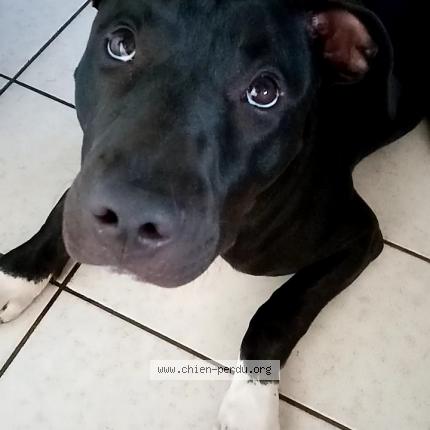 Photo 1/1 Chien retrouvé Perdu à Angresse