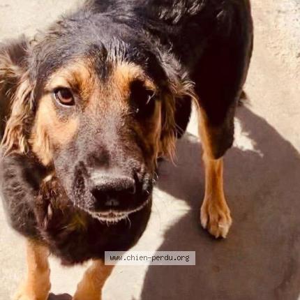 Photo 1/3 dancer Chien perdu à Carrefour mivoi