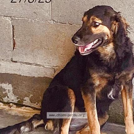 Photo 2/3 dancer Chien perdu à Carrefour mivoi