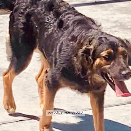 Photo 3/3 dancer Chien perdu à Carrefour mivoi