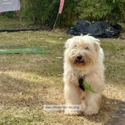 Photo 1/1 Chien retrouvé Perdu à Limal