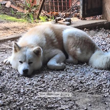 Photo 1/1 Chien retrouvé Perdu à Croisy