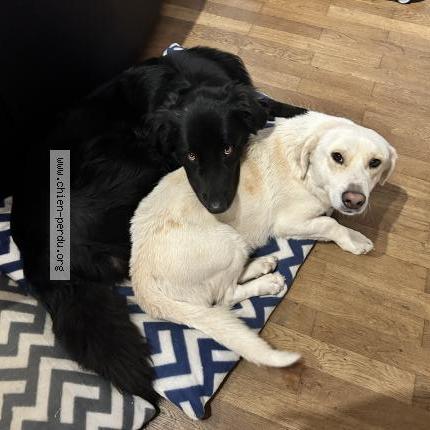 Photo 1/1 Chien retrouvé Perdu à Chevrieres