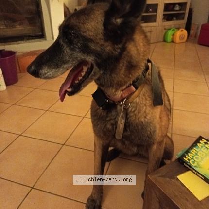 Photo 1/1 Chien retrouvé Trouvé à 83790 pignans