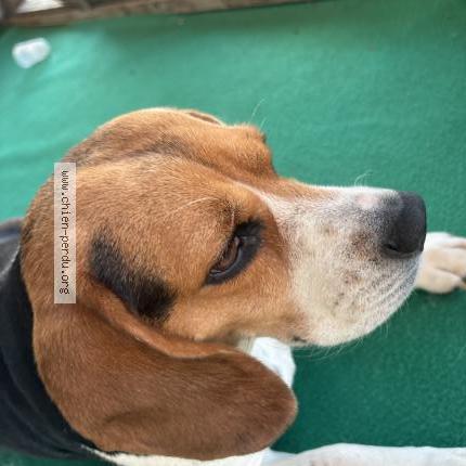 Photo 1/1 Ruinart Chien perdu à Semide