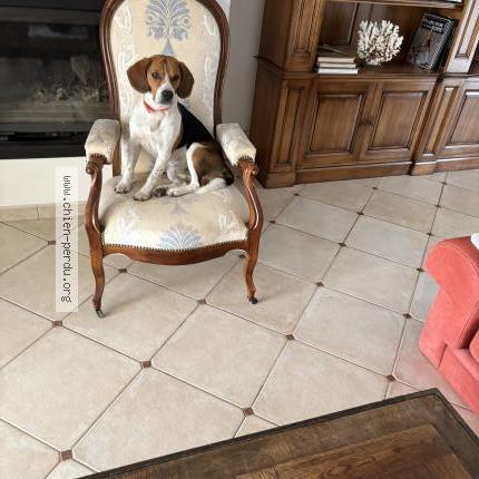 Photo 1/1 Diego Chien perdu à Salernes