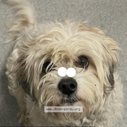 Photo 1/1 Chien retrouvé Perdu à Andenne