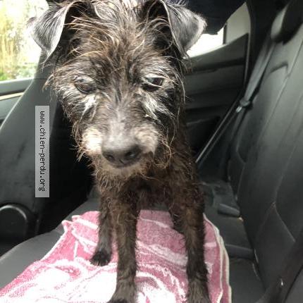 Photo 1/1 Chien retrouvé Trouvé à Urville nacqueville