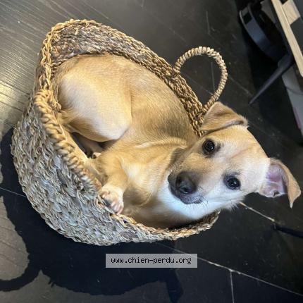 Photo 1/1 Laïko Chien perdu à Jeumont