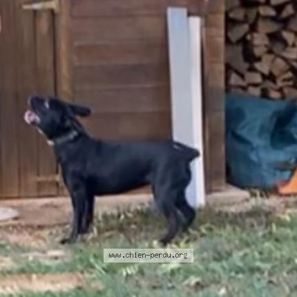 Photo 1/1 Poupie Chien perdu à Loze