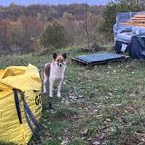 Photo de chien trouvé à Saint Medard