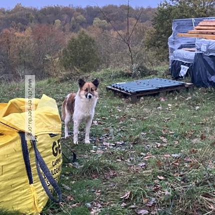 Photo 1/1 Chien trouvé Trouvé à Saint medard