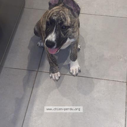 Photo 1/1 Simba Chien perdu à Labastide saint pierre