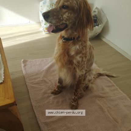 Photo 1/1 Chien retrouvé Perdu à St benoit de carmaux