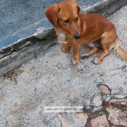 Photo de chien trouvé à Asuncion