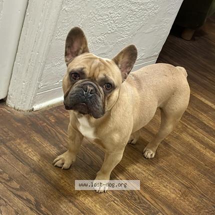 Photo de chien trouvé à Miami