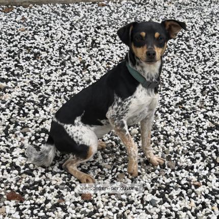 Photo de chien trouvé à Cheffes