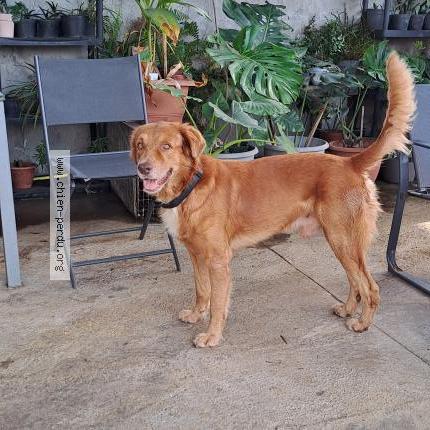 Photo 1/1 Chien trouvé Trouvé à Capesterre belle eau