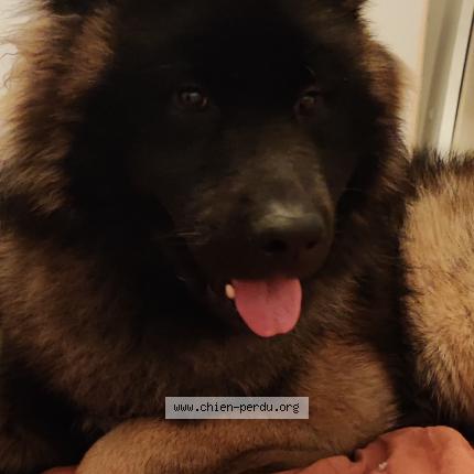 Photo de chien perdu à St Paul De Varces