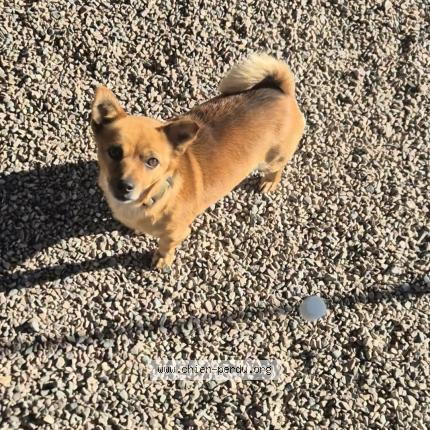 Photo 1/1 Leuky Chien perdu à Chartres de bretagne