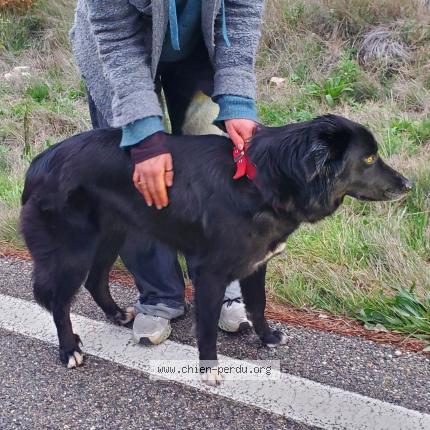Photo de chien trouvé à Cotignac