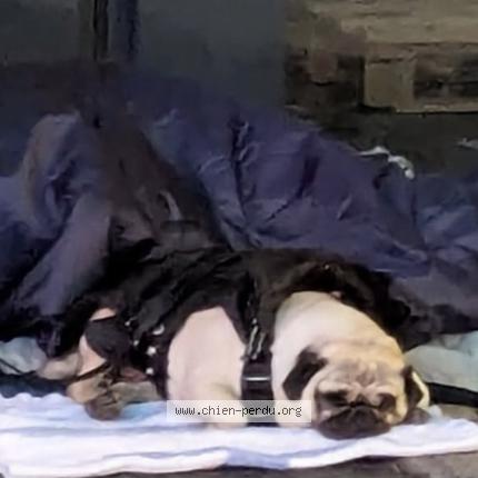Photo 1/1 Chien trouvé Trouvé à Clermont ferrand