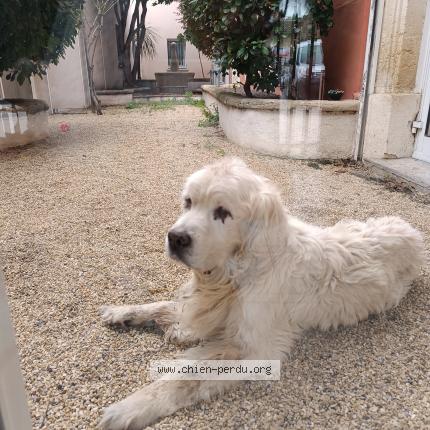 Photo de chien trouvé à Florensac