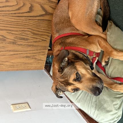 Photo de chien trouvé à Destin