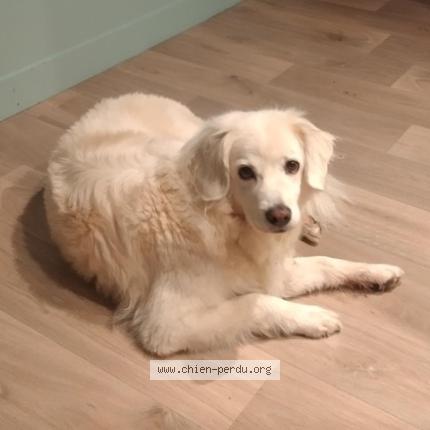 Photo de chien perdu à Gareoult