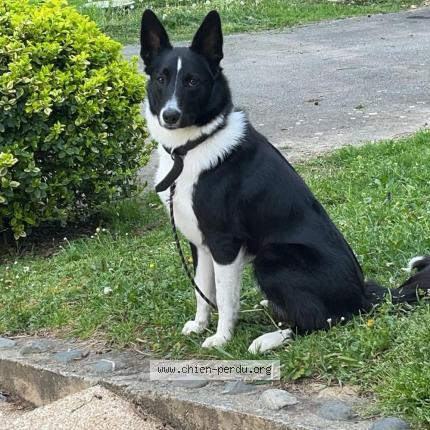 Photo 1/1 Oslo Chien perdu à Lacq