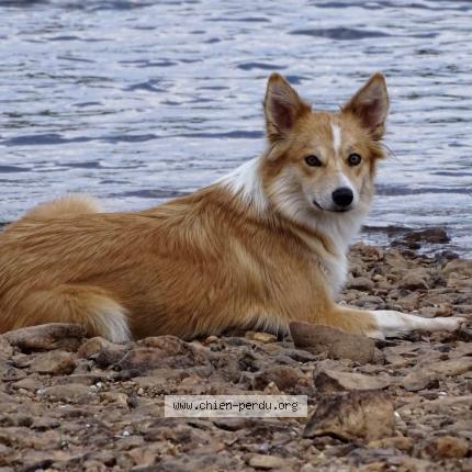 Photo 1/1 Ekain Chien perdu à Urepel