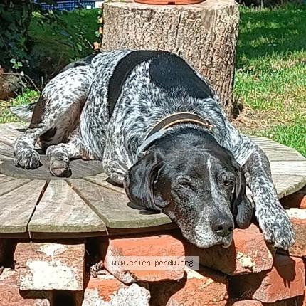 Photo 1/1 Loupiot Chien perdu à Choisy la victoire