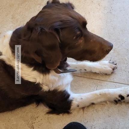 Photo 1/1 Chien trouvé Trouvé à Cerelles