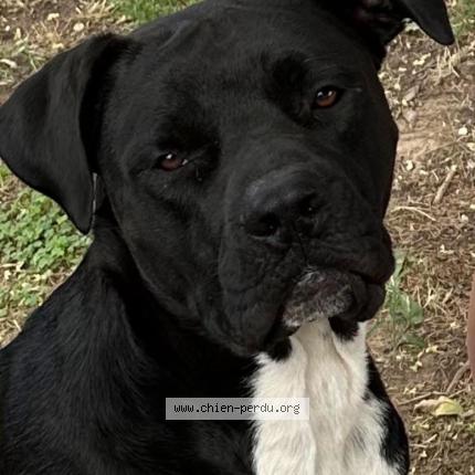 Photo 1/1 Chien retrouvé Perdu à Les arcs