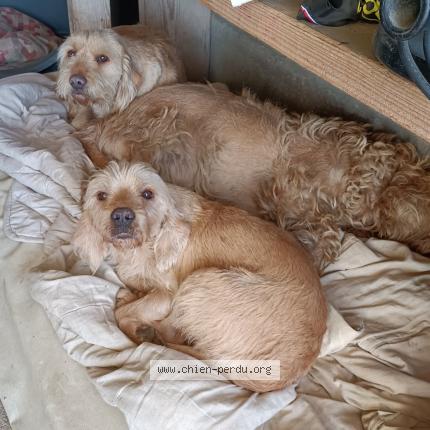 Photo 1/1 Jojo Chien perdu à Clermont l herault