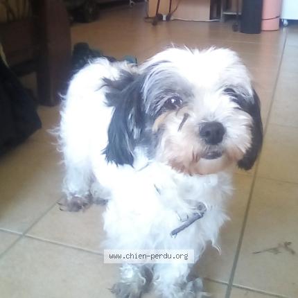 Photo 1/1 Mignonne Chien perdu à Guemene penfao