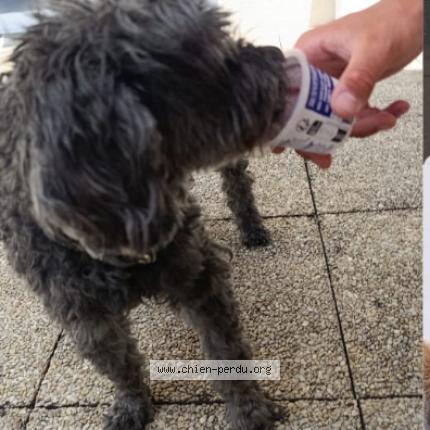 Photo 1/1 Réglisse Chien perdu à Joue les tours