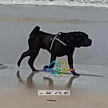 Photo 1/1 Kousko Chien perdu à Cherbourg en cotentin