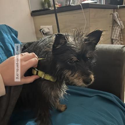 Photo de chien trouvé à Vaison La Romaine