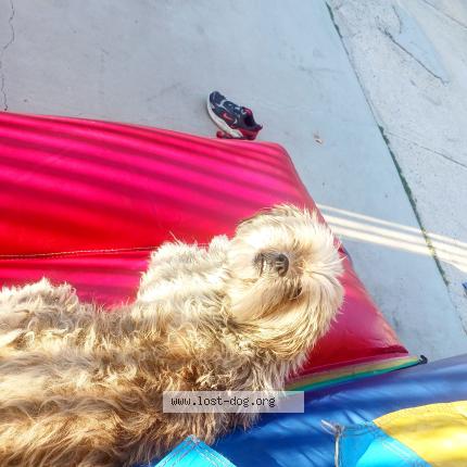 Photo 1/1 Sammy Chien perdu à Los angeles