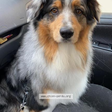 Photo 1/1 Chien retrouvé Perdu à Roberval
